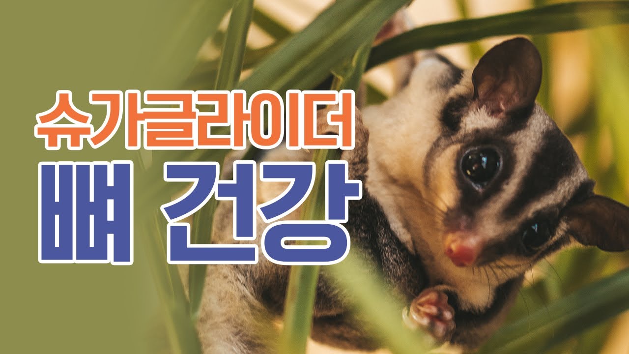 슈가글라이더에게 치명적인 뼈질환 sugar glider MBD animal hospital