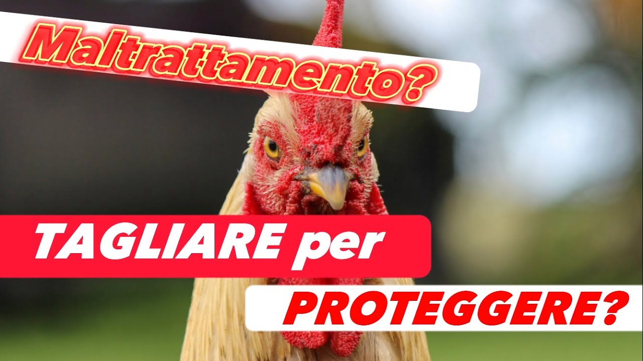 Come e Perché Tagliare le Ali alle Galline