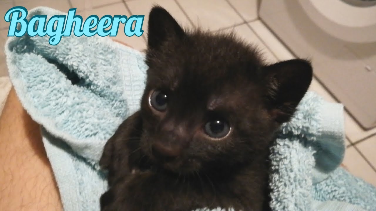 Cutest kitten bites
