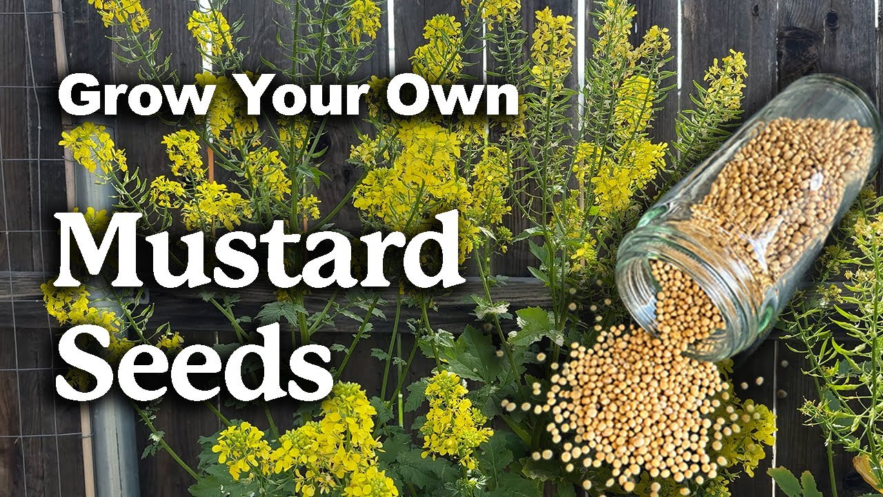 Grow Your Own Mustard Seeds! A Simple Growing Guide!