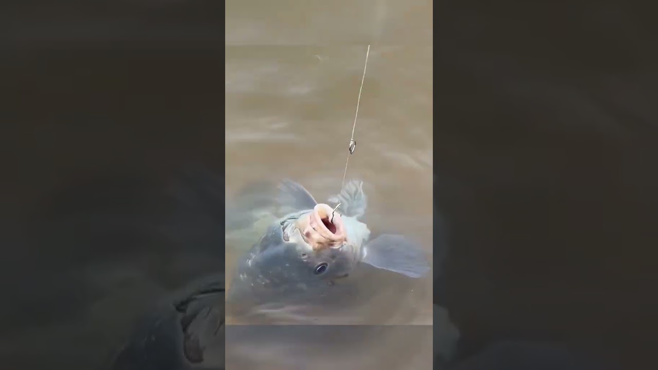 kail pancing anti mocel #shortvideo #fishingvideo #fishinglife