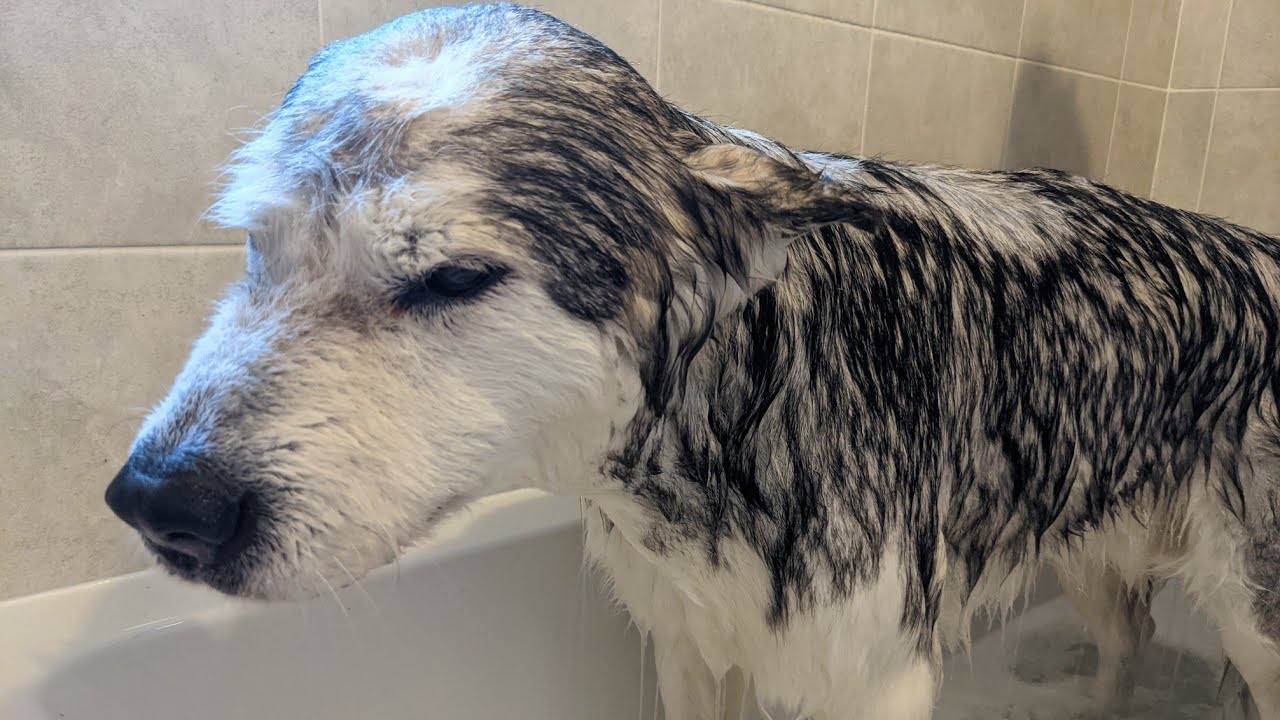 Bath Time! Phil Teaches Bestie New Tricks! Malamute Attitude!
