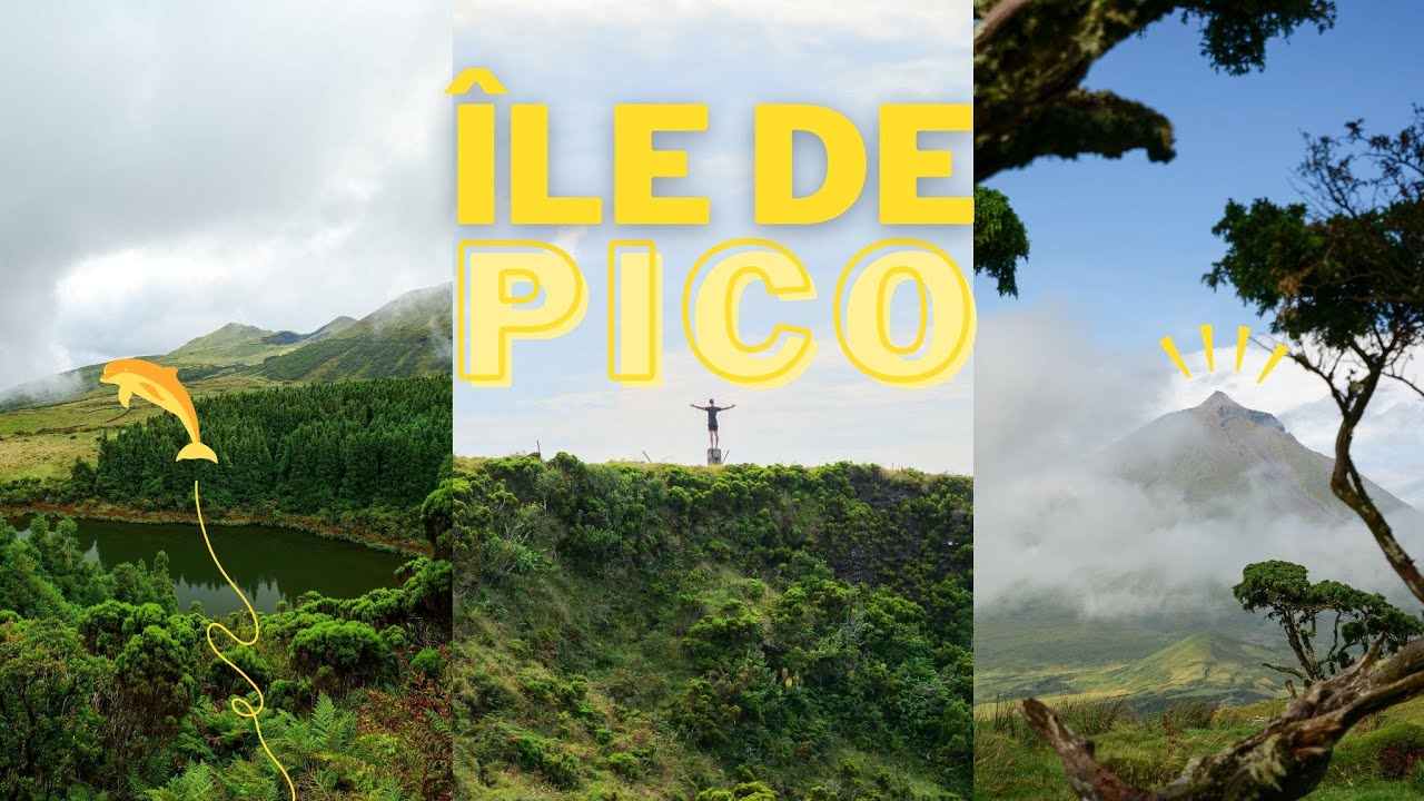 ACORES - Île de Pico 🐮