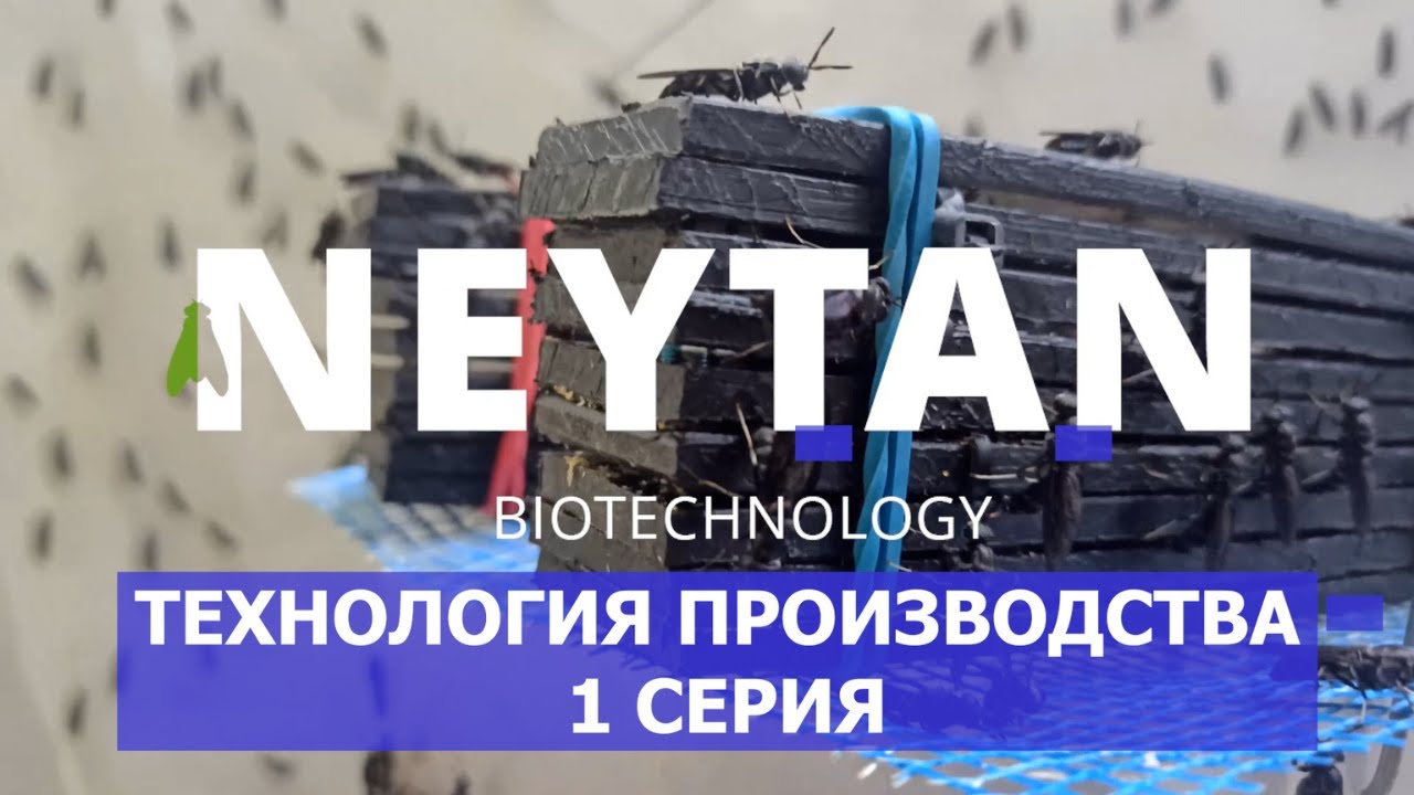 Технология разведения чёрной львинки (1 серия)