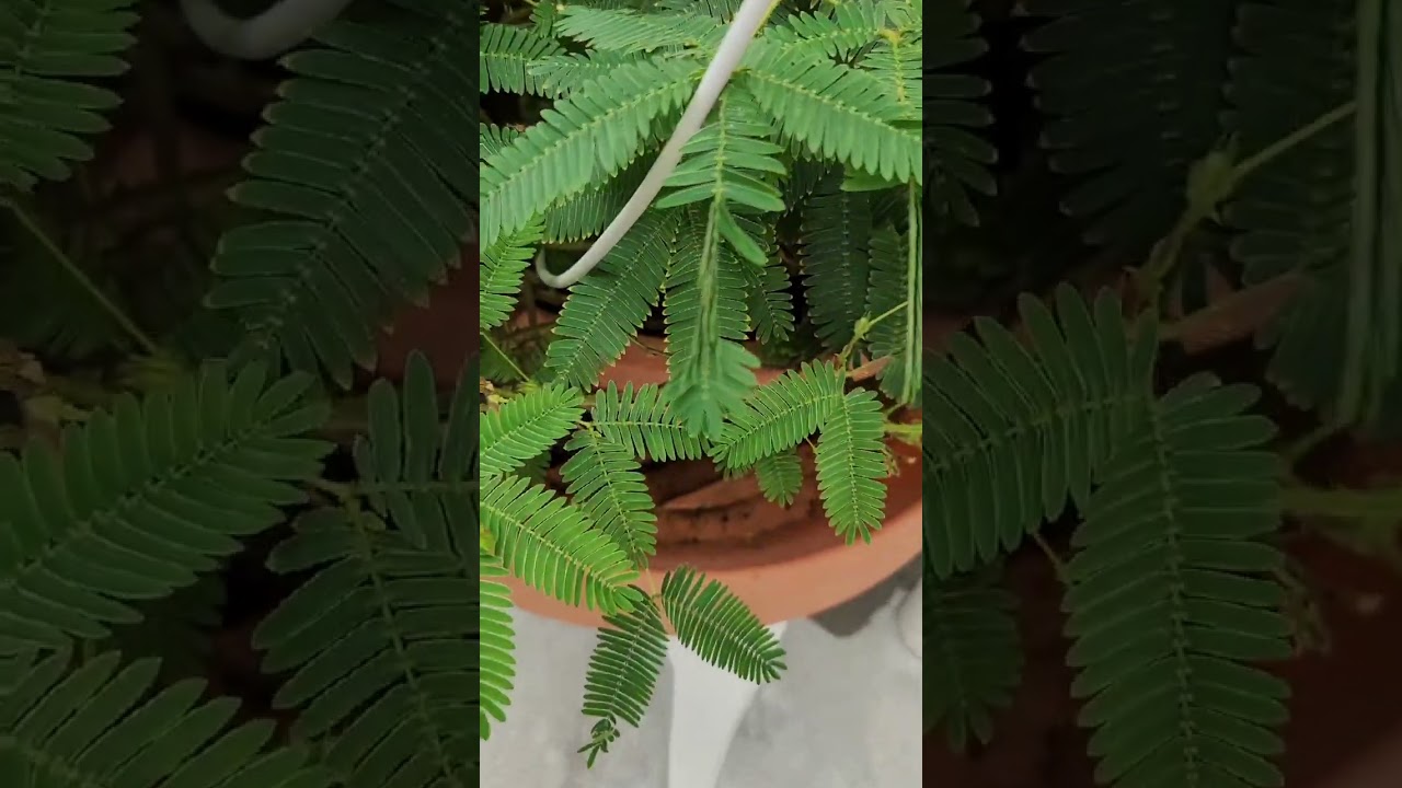 Behind the Seeds Tour | Living With The Land #disneyshorts