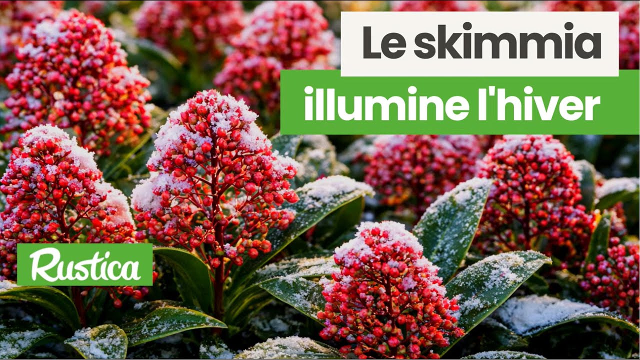 Skimmia : LA plante pour colorer votre jardin en hiver ! Conseils plantation & entretien