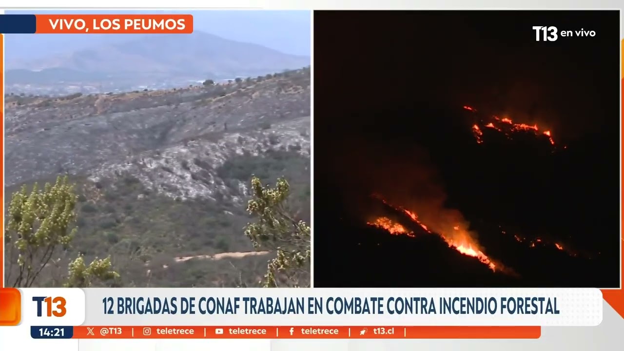 Incendios han arrasado con 250 héctareas en Limache y Concón