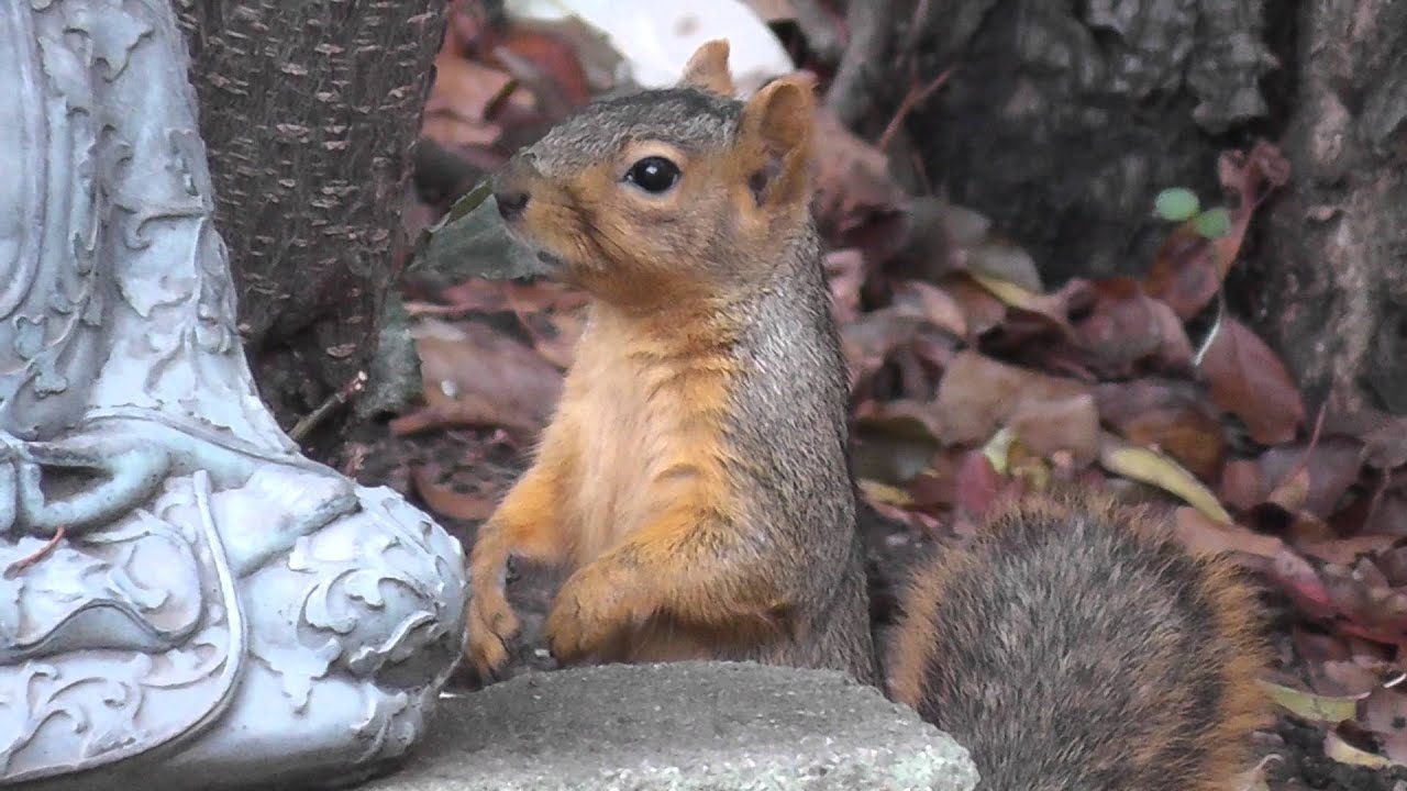 Super Cute Adorable Red Fox Squirrel California Eating Nuts