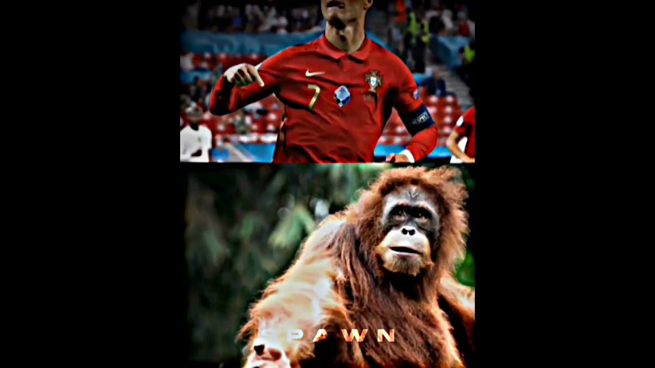 Human VS Animals