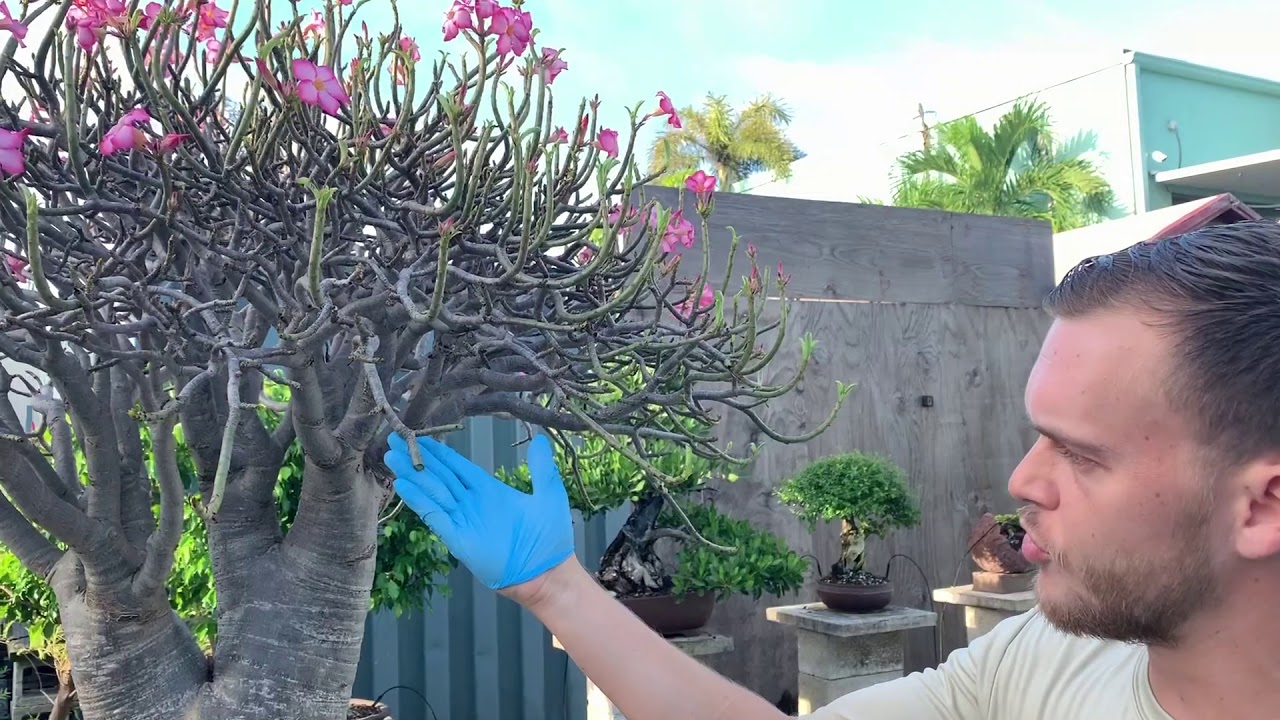 Why defoliate? 100+ years old Adenium Bonsai