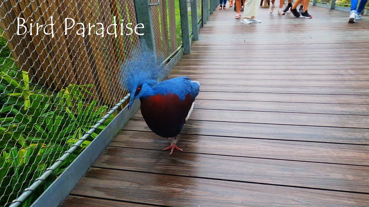 Bird Paradise