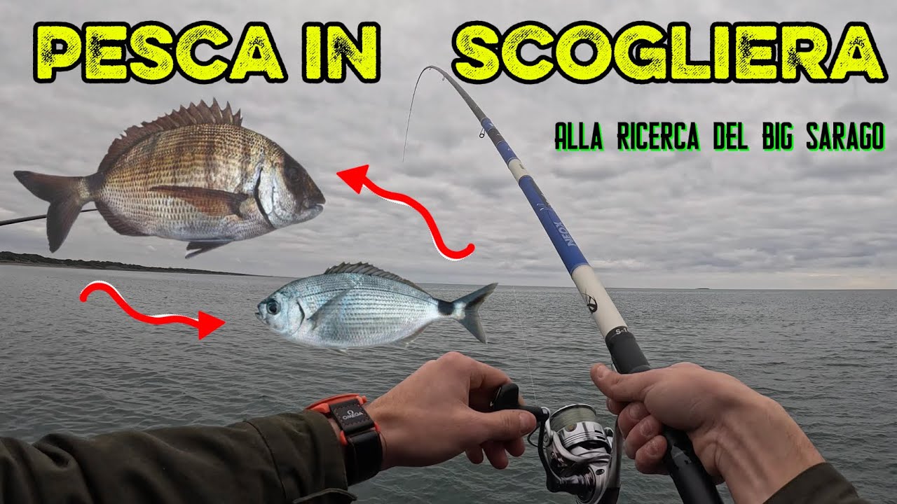 A PESCA DI SARAGHI CON LA BOLOGNESE