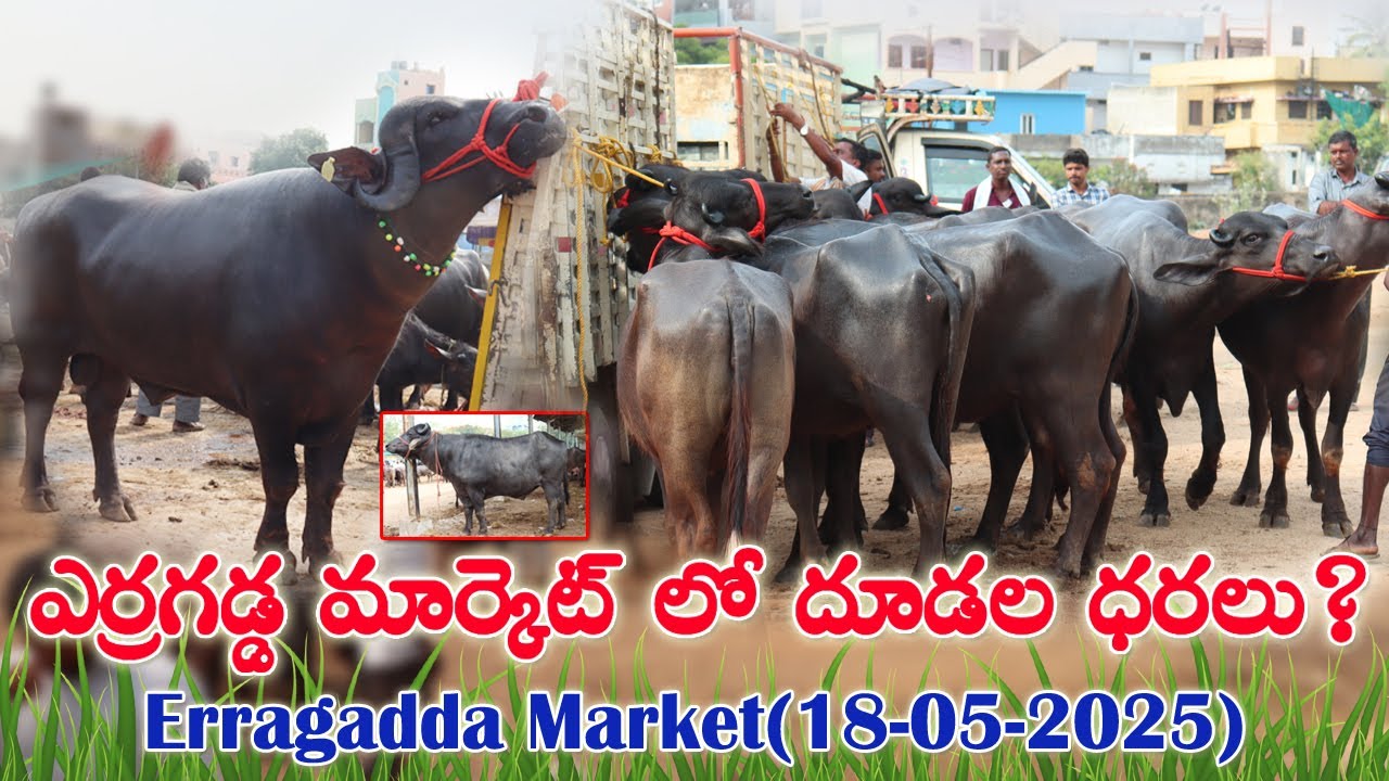 ఎర్రగడ్డ ఆదివారం గేదెల మార్కెట్ లో 