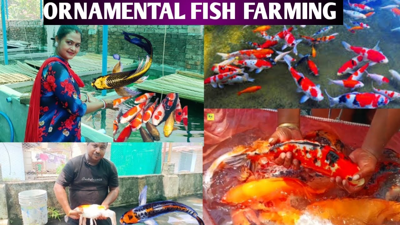 Japanese Koicarp fish farming in India😳Cheapest Price koicarp fish😳fish farming in india😳Fish farm