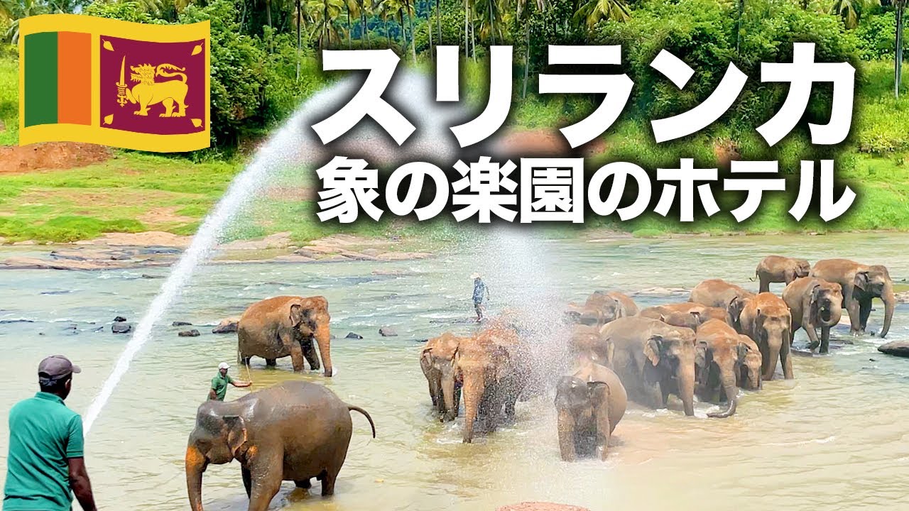 【スリランカ旅行🇱🇰】ピンナワラで象の楽園ホテルに泊まる！