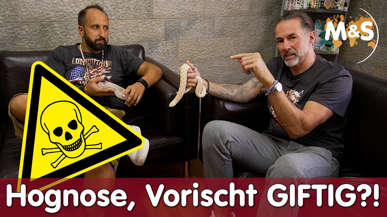 Hognose Teil 2 | Vorsicht Gift?! Holdbacks & Inkubatoren | Hakennasennatter