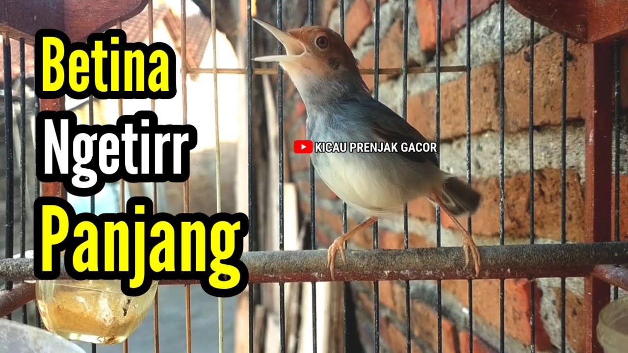 PRENJAK BETINA [ MASTERAN PRENJAK BETINA Ngetir Panjang Istimewa Suara jernih menggoda Jantan ]