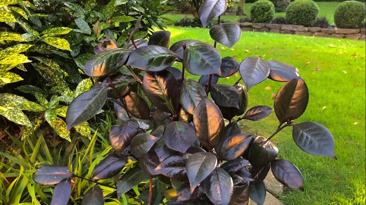 Nowości roślinne w ogrodzie