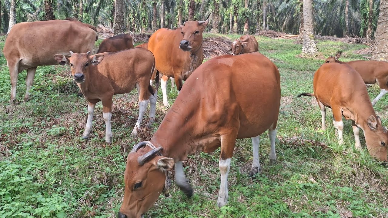 ROMBONGAN SAPI DIGIRING PULANG
