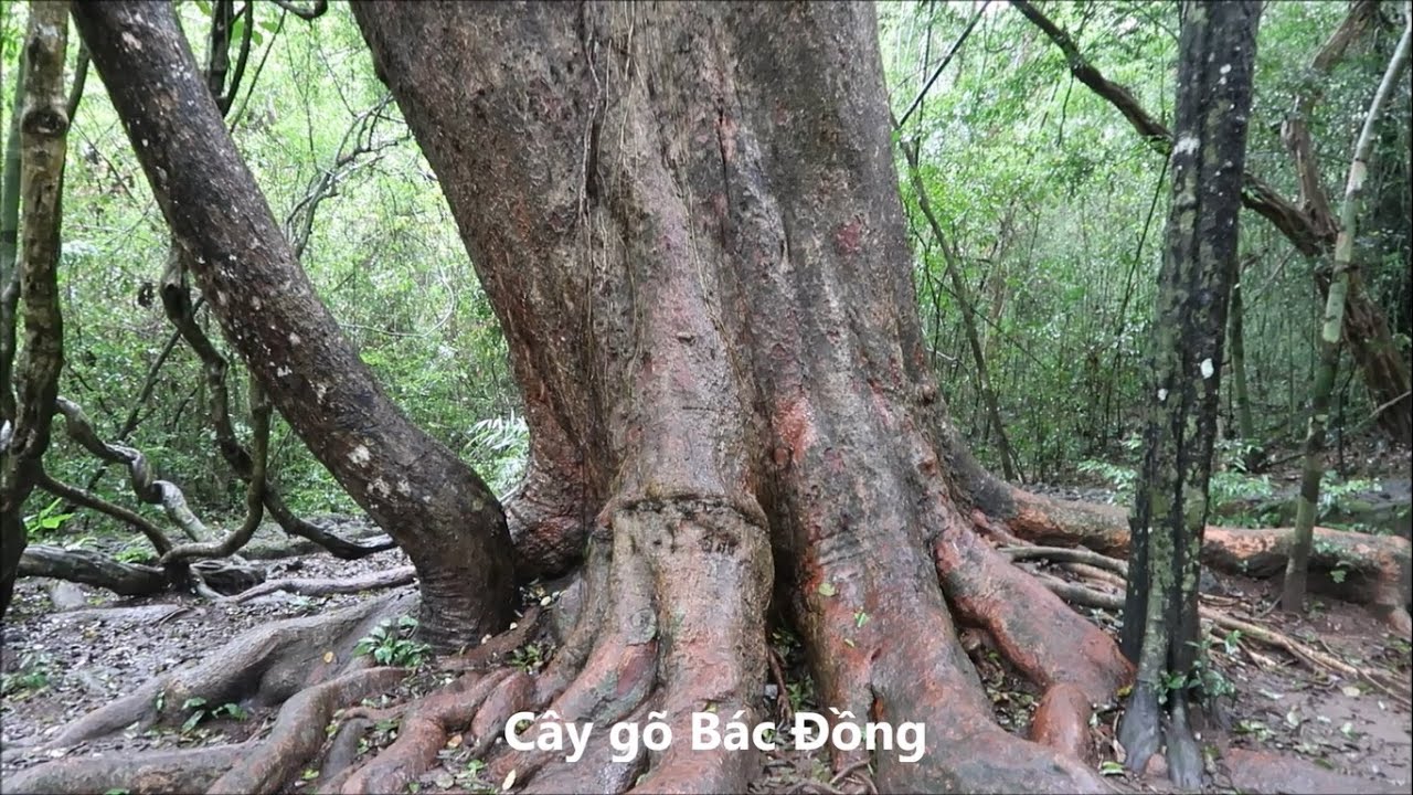 Du Lịch Miền Đông Nam Bộ - Vườn Quốc Gia Cát Tiên