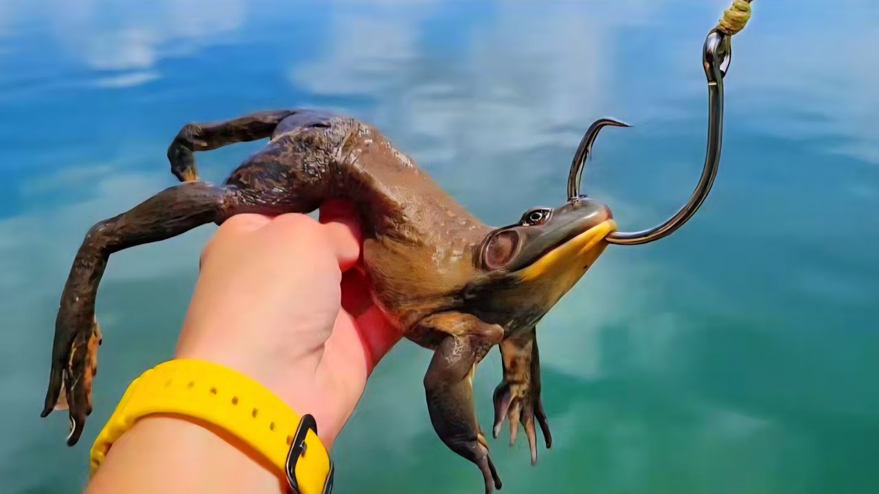 Giant Bullfrogs for Bait Catch MONSTER Fish!
