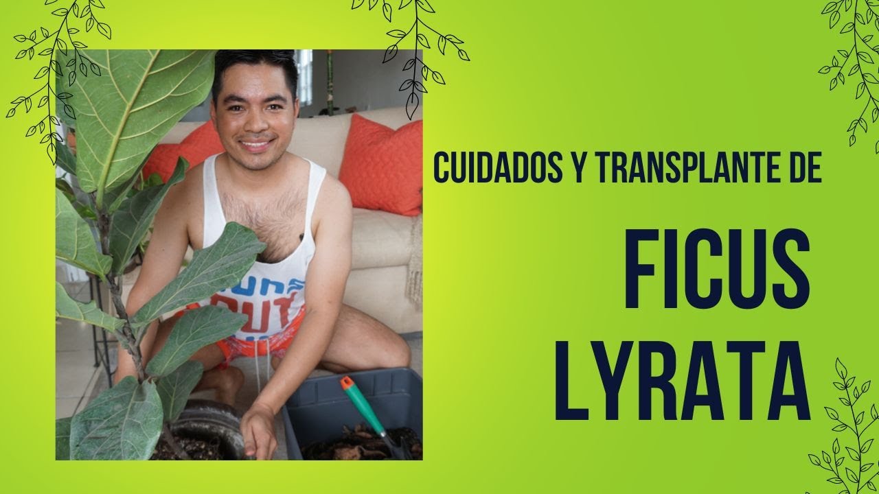 Transplante y cuidados de Ficus Lyrata