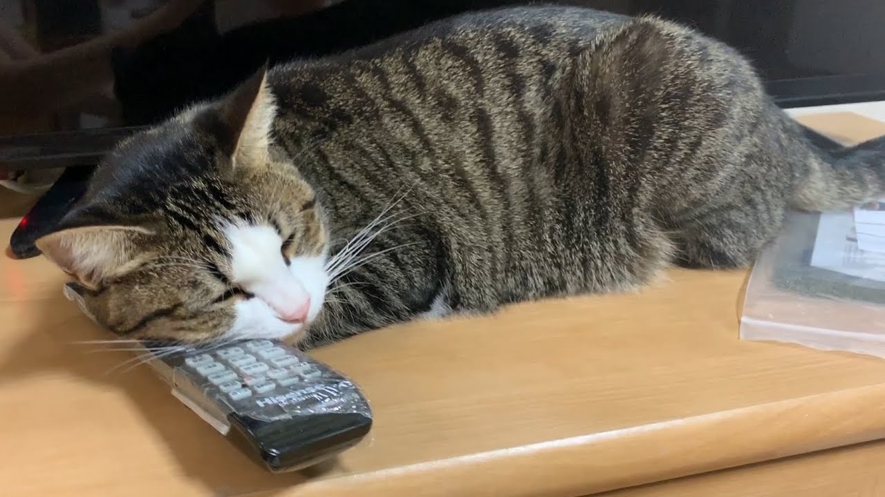 テレビの前で何でも枕にする猫