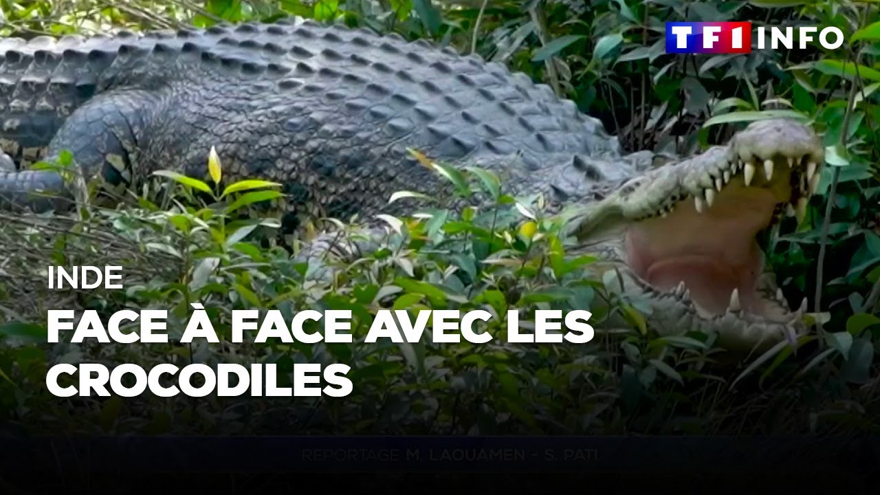 Inde : Face-à-face avec les crocodiles