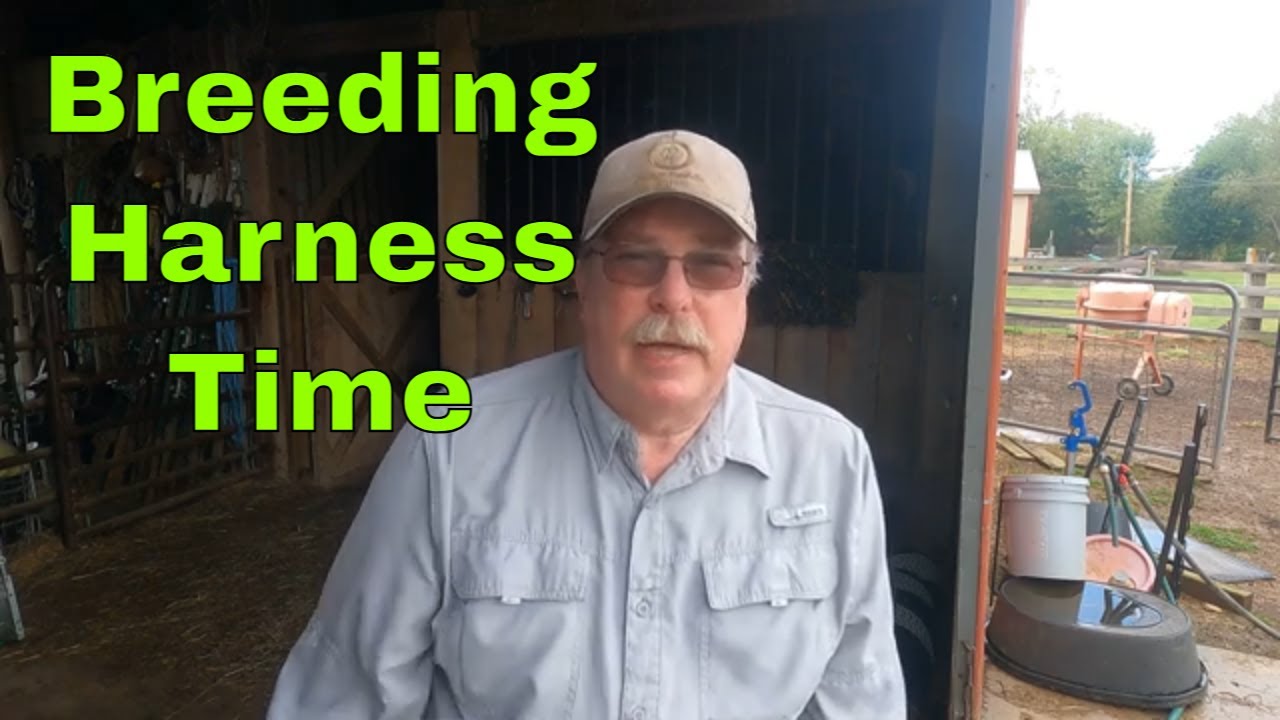 Sheep Breeding and Using a Breeding Harness