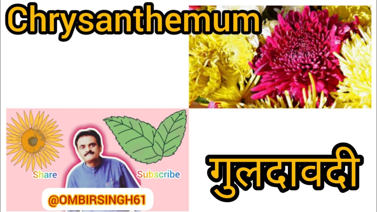 सर्दियों की रानी- गुलदावदी Winter Queen