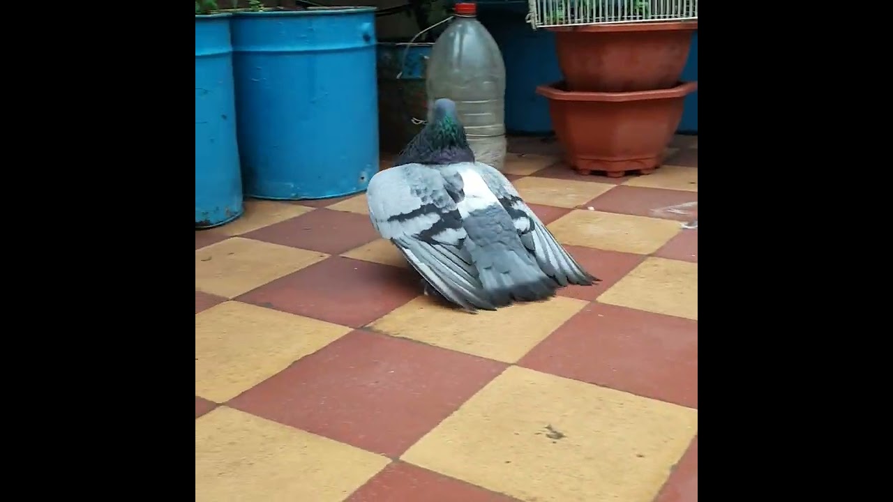 السيفيانوس المغربي الأصل .خفة حركة نشاط غيرة