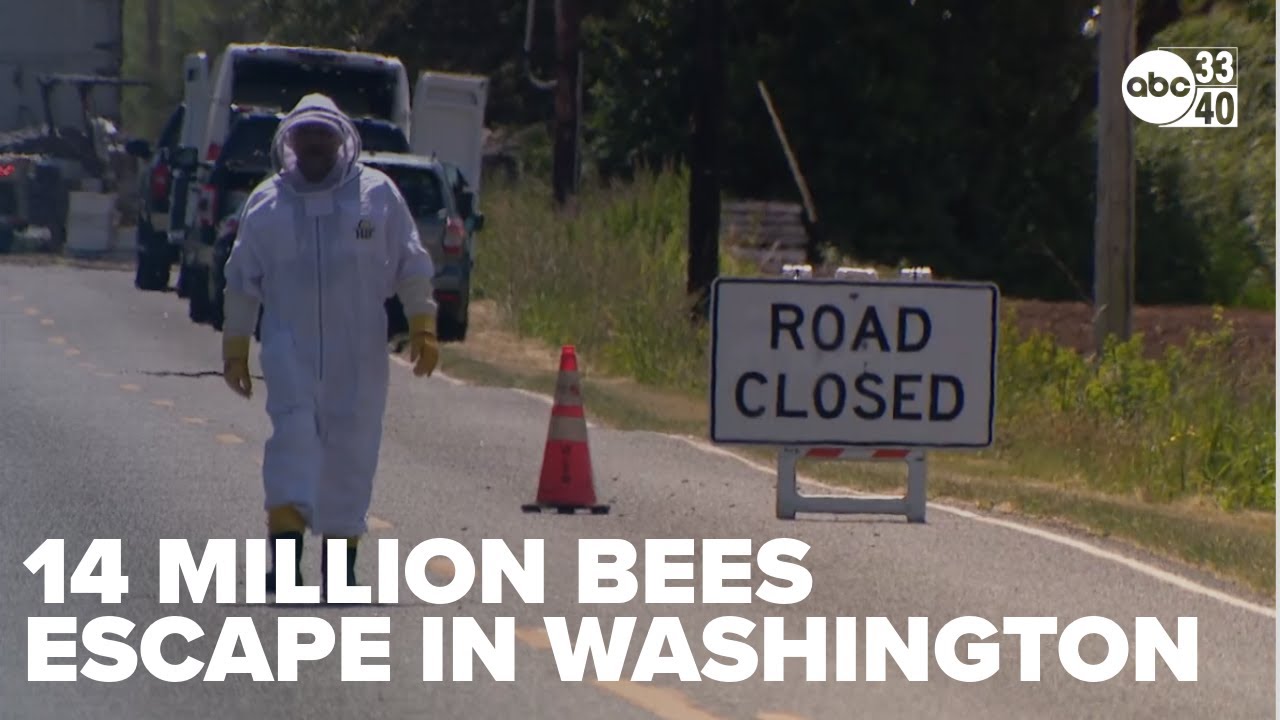 14 million bees escape after semi-truck overturns in Whatcom County, Washington