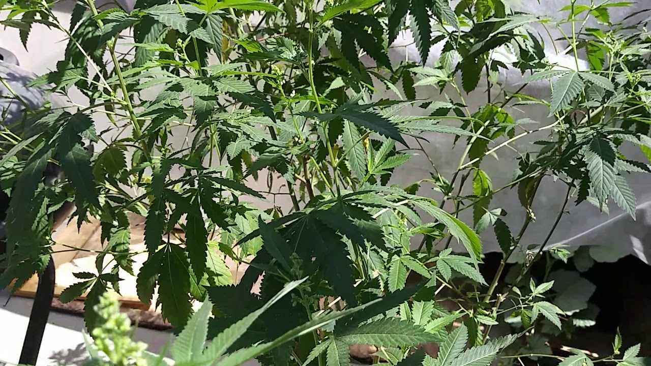 5ft man plant