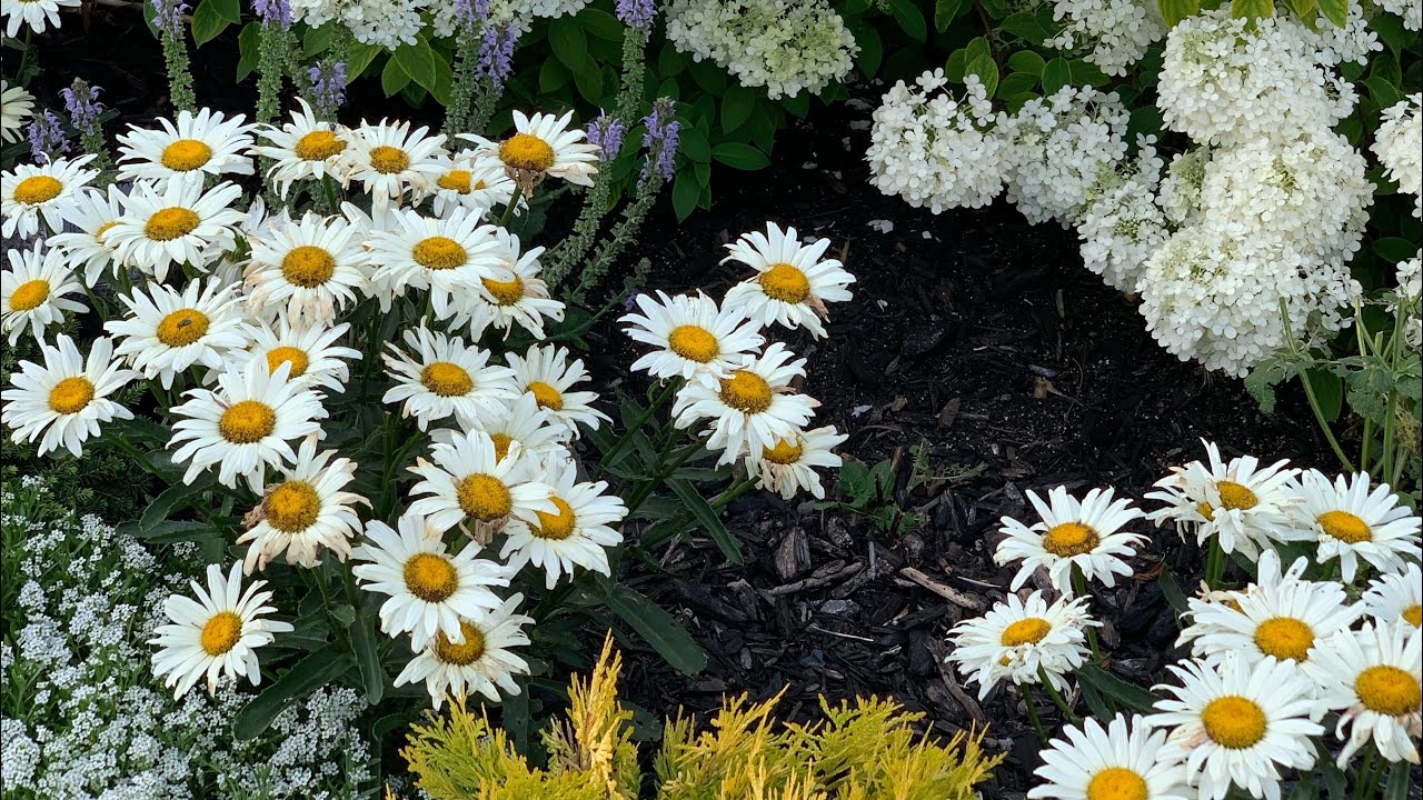 Amazing Daisies Banana Cream update! 🌸 🌱 😊