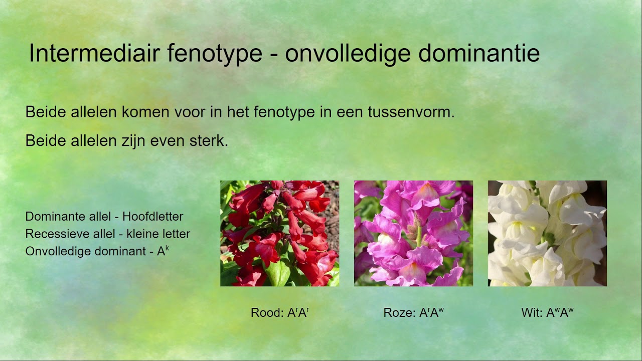 Intermediair fenotype (onvolledig dominantie) en co-dominantie