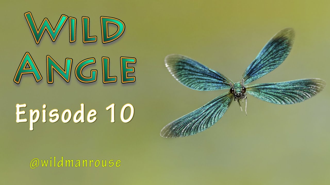 Wild Angle episode 10 from @wildmanrouse