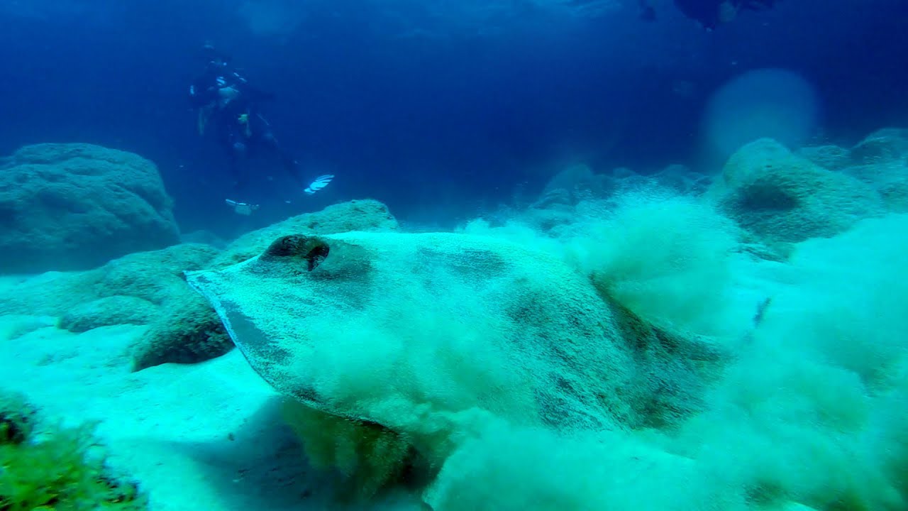 Diving Fuerteventura 2018