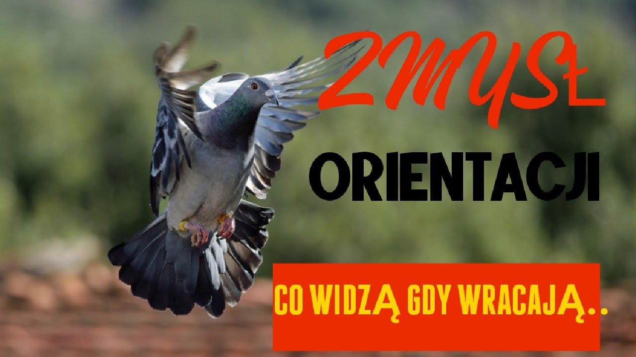 GOŁĘBIE POCZTOWE - OCZAMI POWRACAJĄCYCH GOŁĘBI..