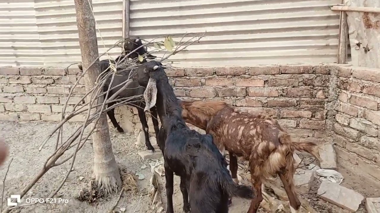 Assam GOAT FARMING 8131000920 for sale 
