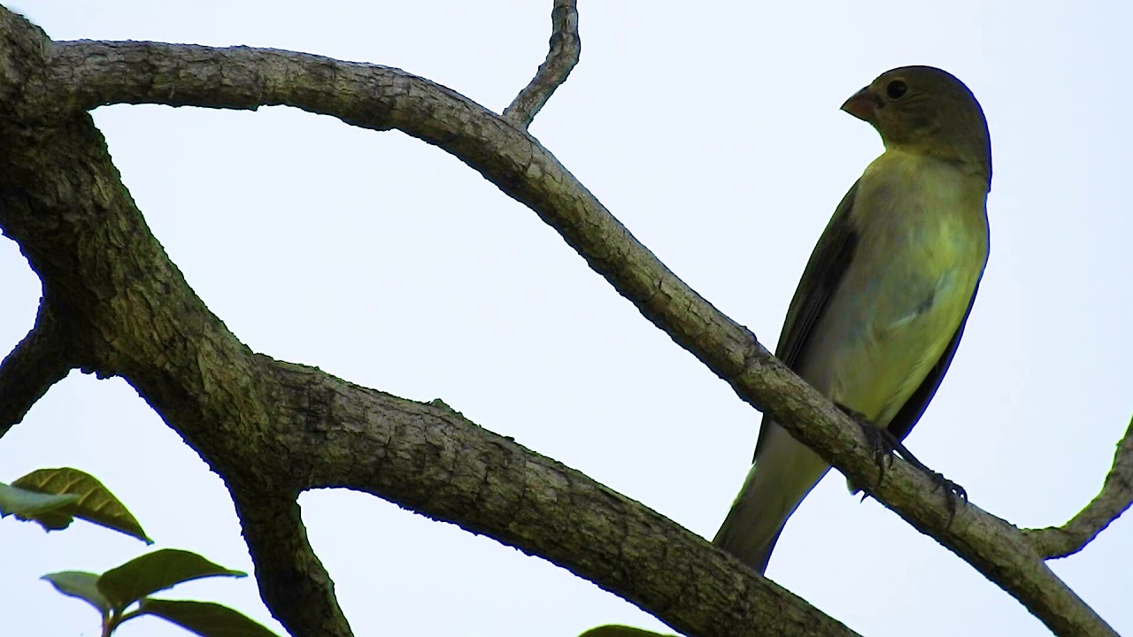 LINED SEEDEATER young male vocalizing, (SPOROPHILA LINEOLA), BIGODINHO singing.