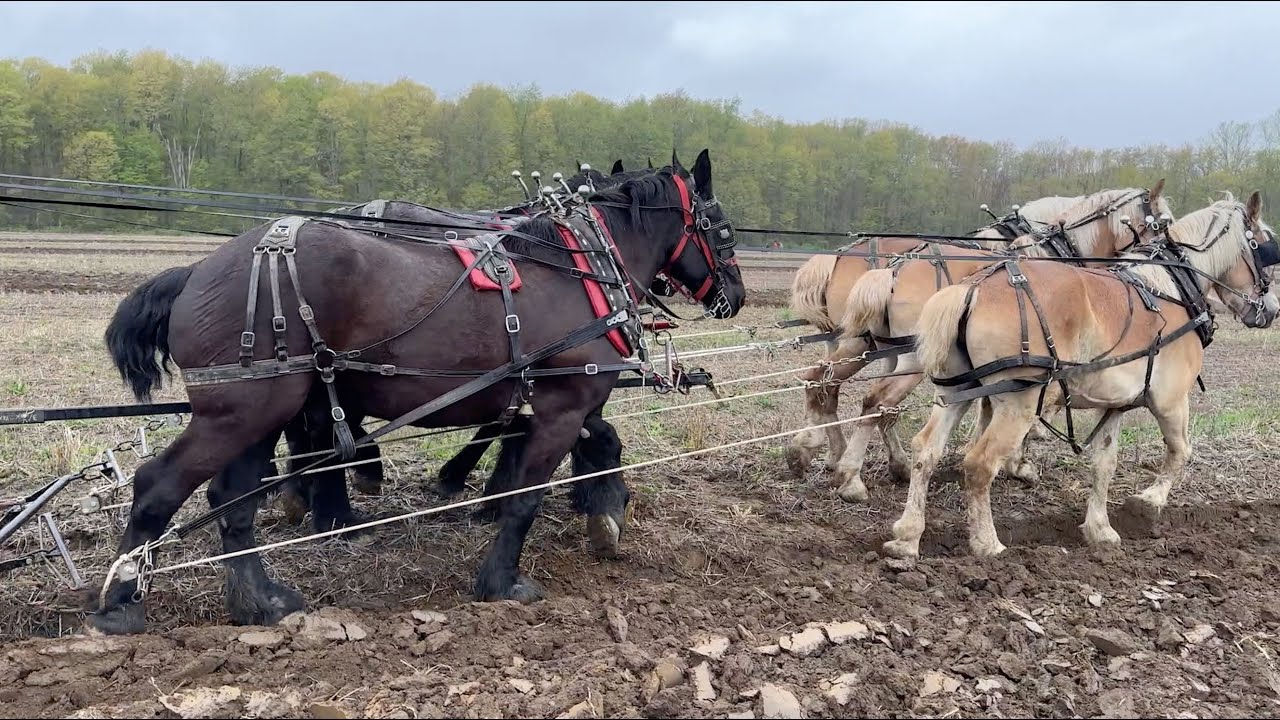 Baldwin Percherons Plow Day