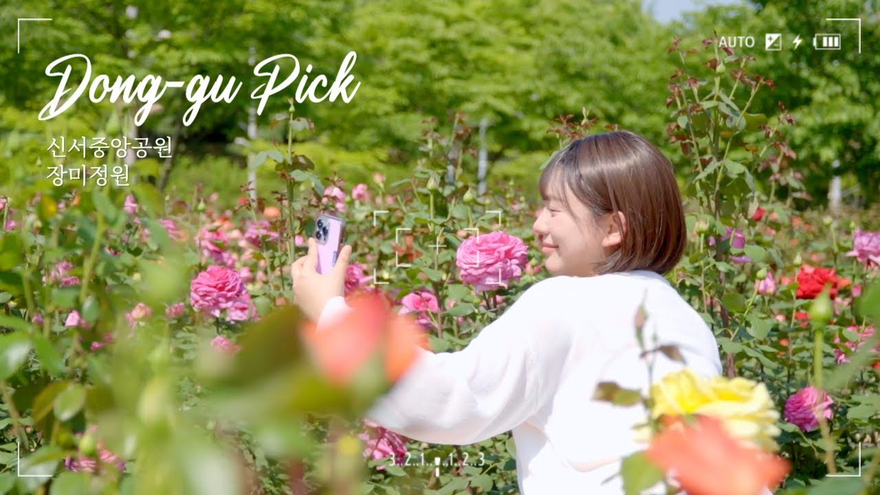[DONGGU PICK] 찬란한 장밋빛 나들이, 신서중앙공원 장미정원