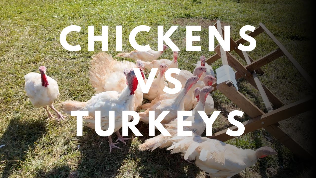 NEW TO HOMESTEADING? | WHAT SHOULD YOU RAISE FIRST, CHICKENS VS TURKEYS