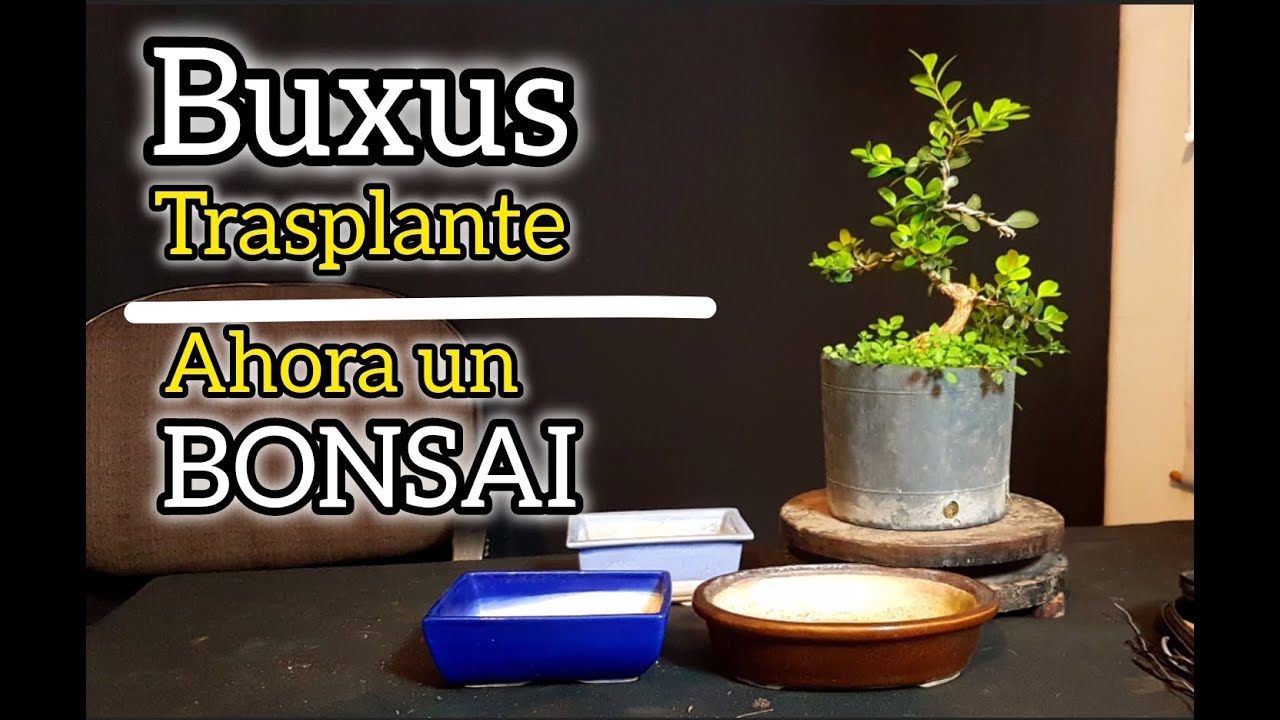 TRASPLANTE DE UN BUXUS ...  LO CONVERTIMOS EN BONSAI CON SU MACETA DE CERAMICA