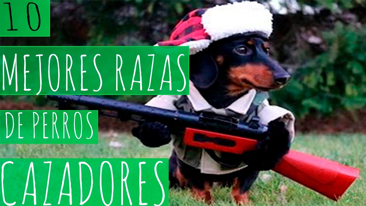 LAS 10 MEJORES RAZAS DE PERROS CAZADORES