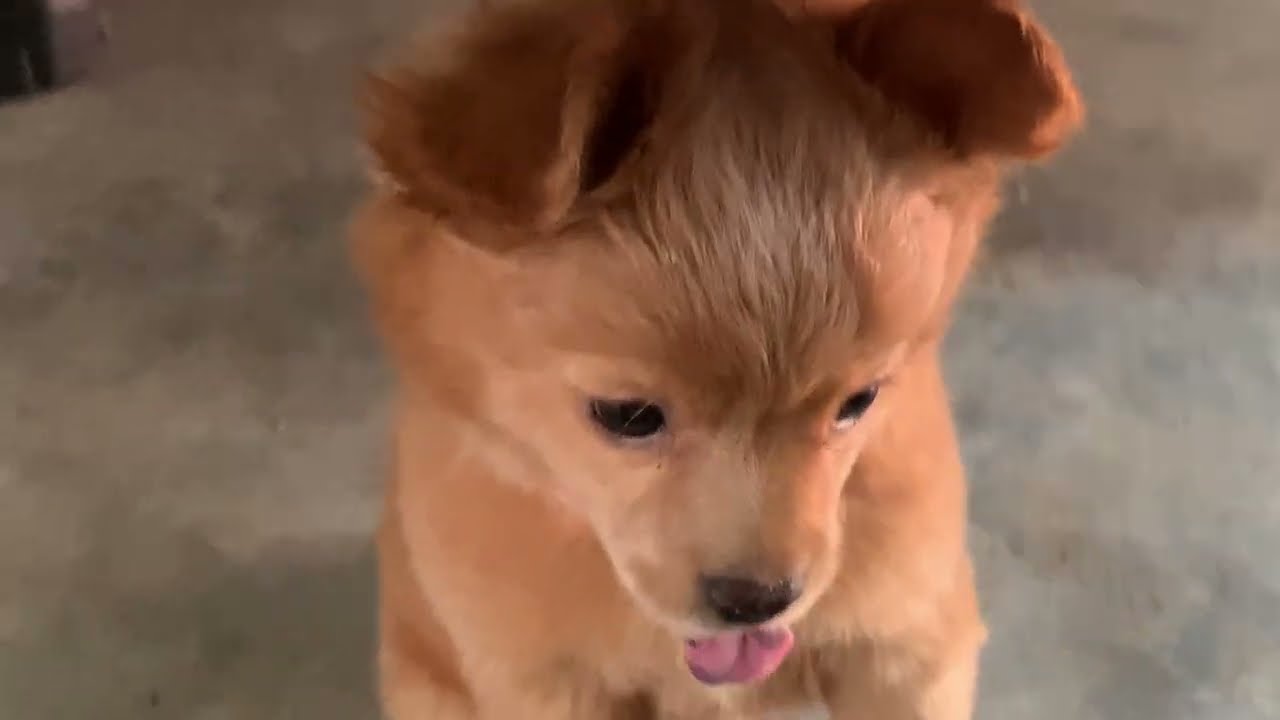 Animal dogs so cute baby