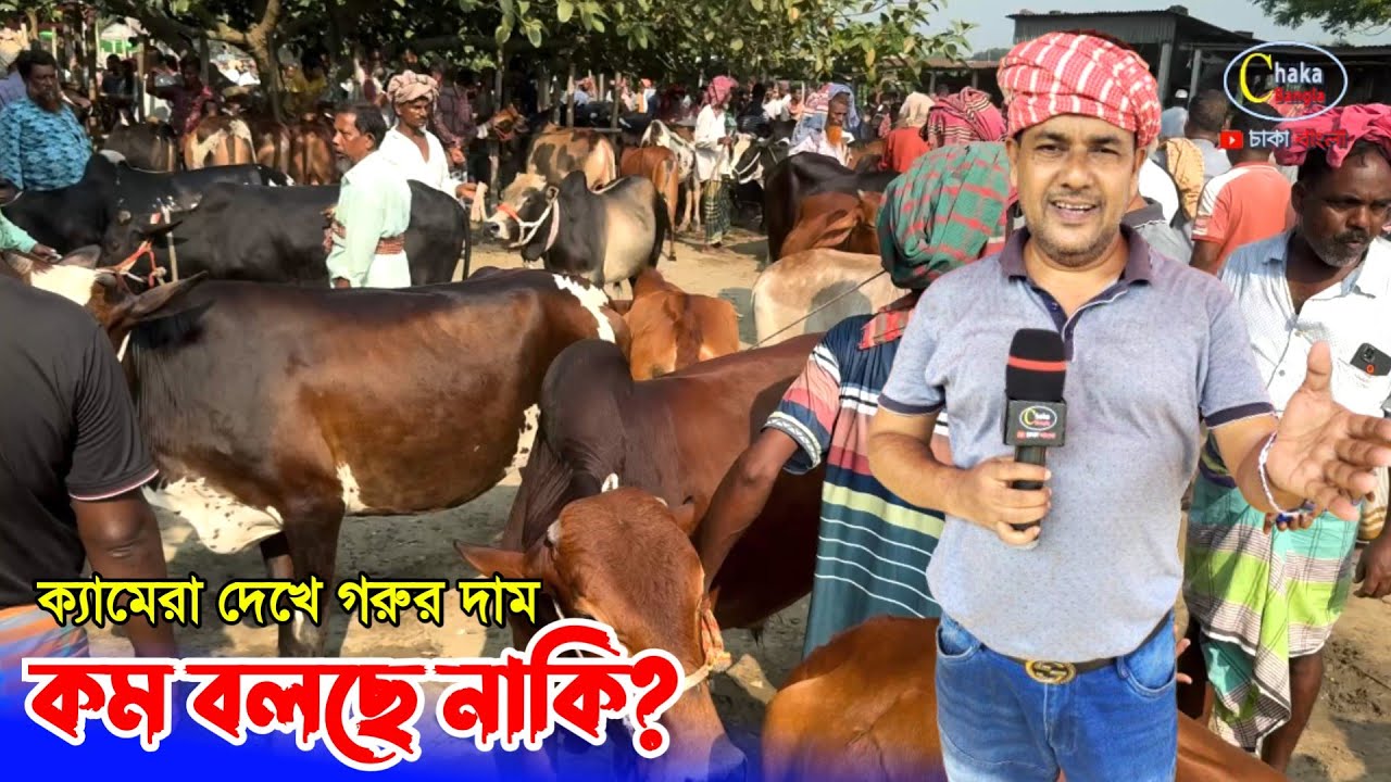 Местные коровы просят скидку! Это оригинал или говорят на камеру? Хазратпурхат 2025