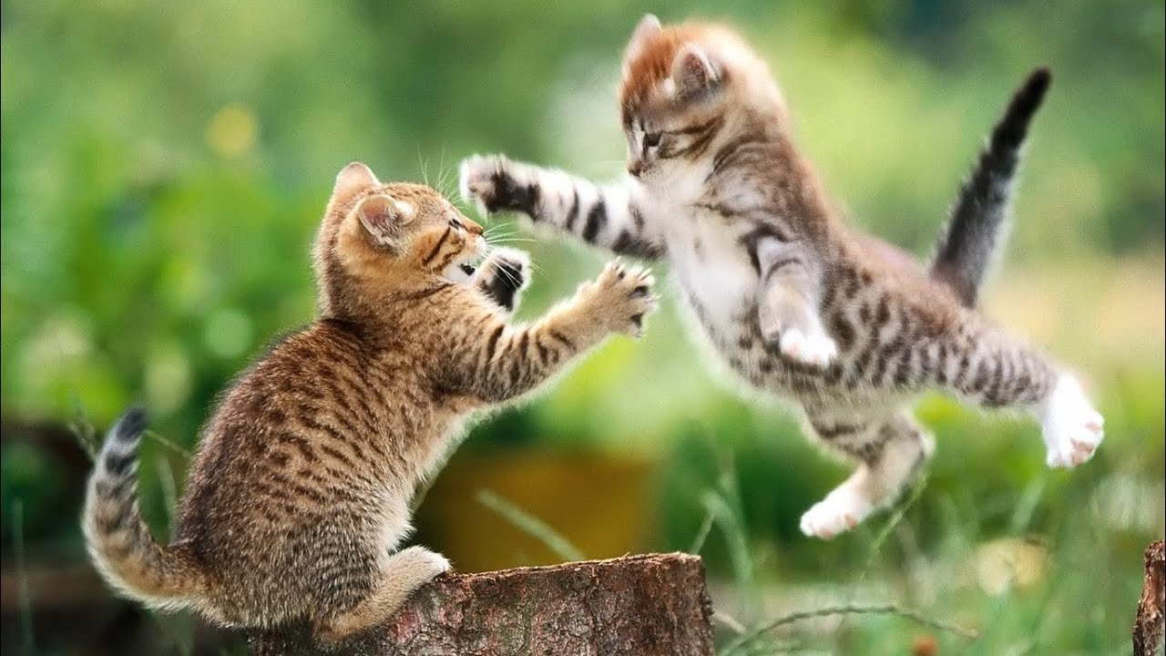 Cut attacks