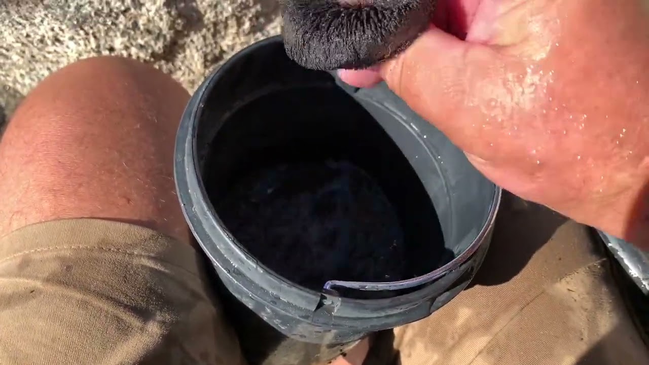 Try to found a way to recover river gold using ￼black sand