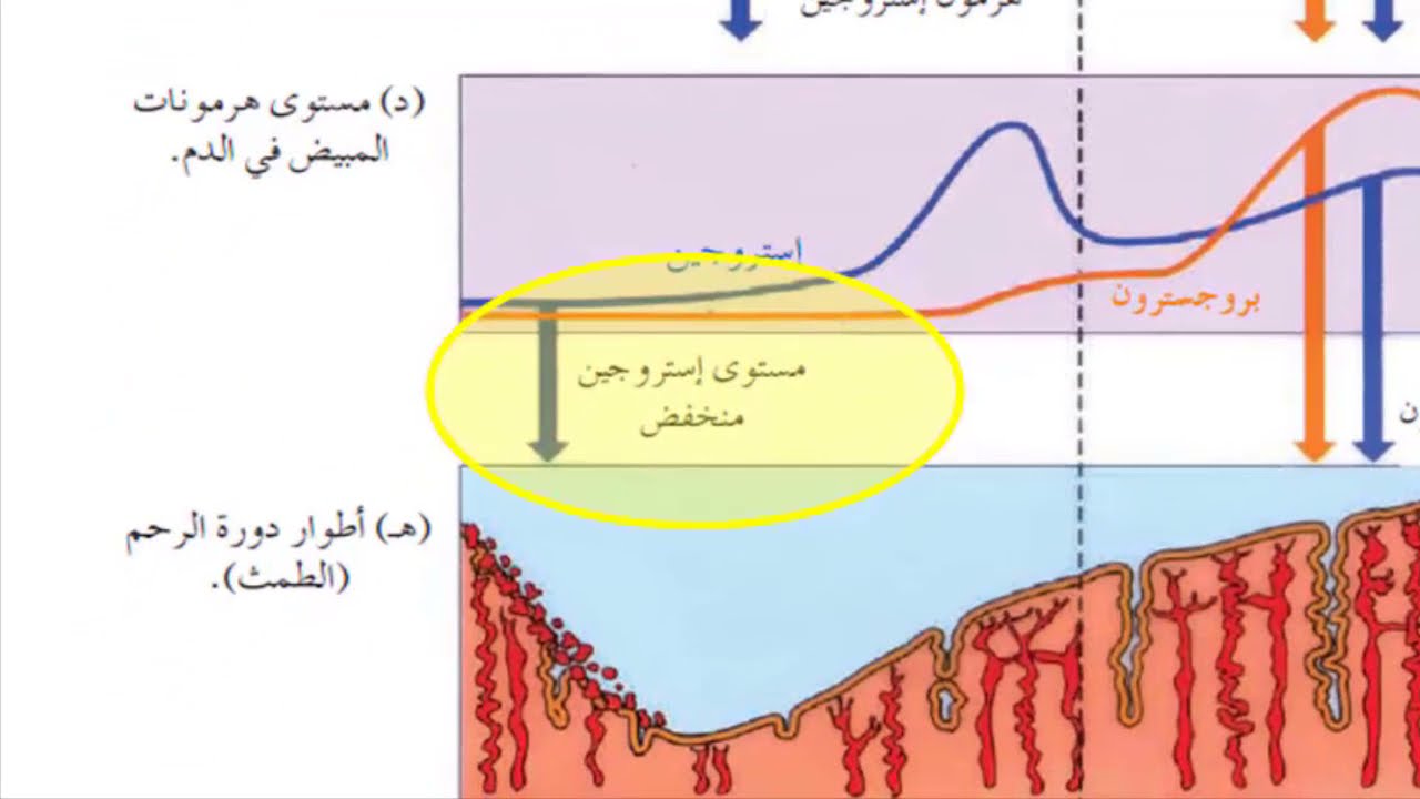 29- التكاثر عند الإنسان ، الجزء3 : دورة المبيض والرحم  ، أحياء توجيهي الأردن